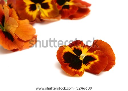 Beautiful red yellow pensies on a white background