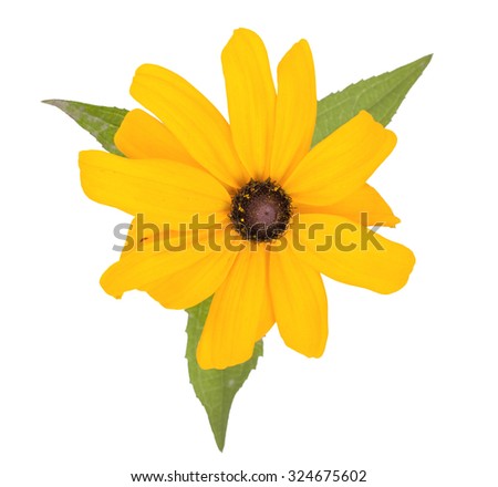 Beautiful yellow garden flower, isolated on white background. Close-up, top view.
