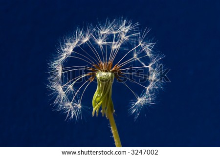dandelions isolated on the color backgrounds