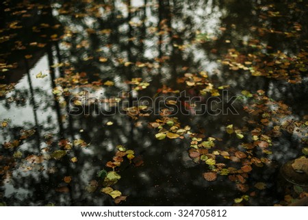 Beautiful photo of autumn golden yellow leaves floating in the water