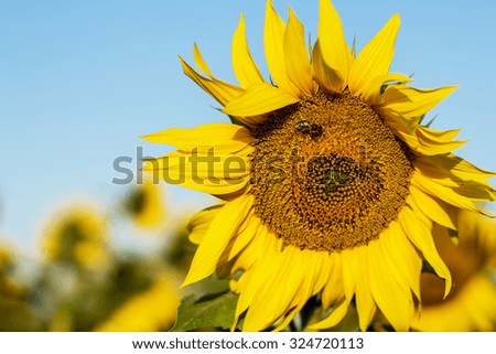 Sunny sunflower with a bee background. Image with selective focus