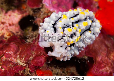 White and yellow nudibranch. Underwater photo. Philippines