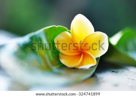 frangipani (plumeria) flowers Royalty-Free Stock Photo #324741899