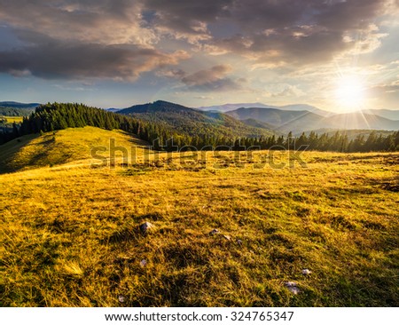 meadow with tall grass on a mountain top near coniferous forest in evening light