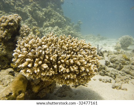 Coral reef scene - red sea