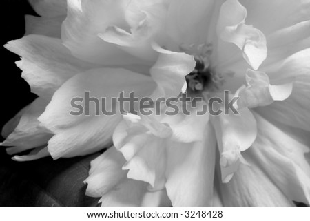 Black & White Cherry Blossom Royalty-Free Stock Photo #3248428