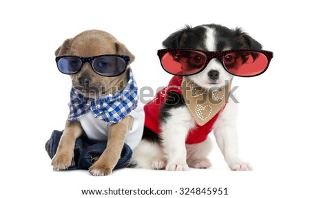 Dressed-up Chihuahua puppies sitting and wearing glasses, 3 months old, isolated on white