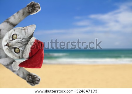beautiful scottish kitten on the beach