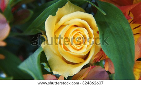 Close up of ecuadorian yellow rose                            