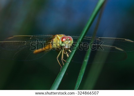 Dragonflies, insects, animals, nature, macro Dragonfly - focus on the eye.