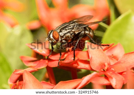 Close up of the little fly on the red flowers.