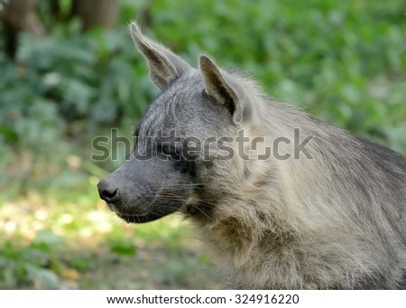 Portrait of the Brown Hyena (Parahyaena brunnea)