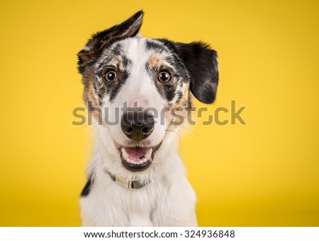 Cute, happy dog headshot smiling on a bright, vibrant yellow background Royalty-Free Stock Photo #324936848