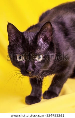 Beautiful black cat in studio on yellow and red colored background in various poses. Fluffy black cat. Portrait of a black cat. Selective focus of attention