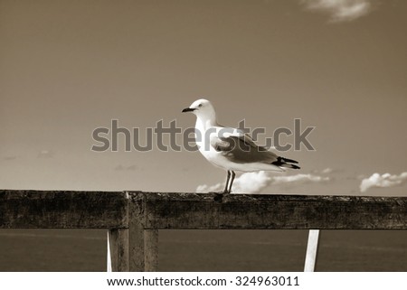 Retro photo of a white seagull  on a wooden rail against clear sky. Selective focus. Sepia toned