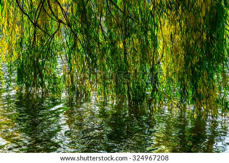 Green and Golden Willow Leaves on Ripple Lake Water In Autumn by Day