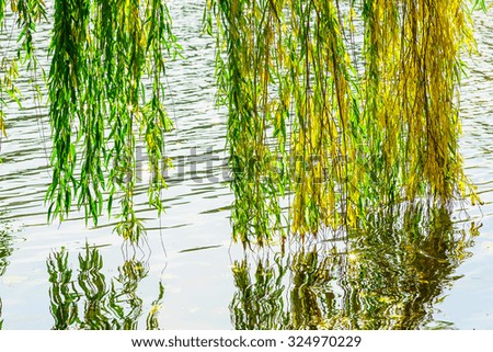 Branches of a Willow with Yellow and Green Leaves on the Surface of the Water in Autumn