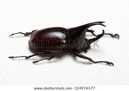 Rhinoceros beetle, Rhino beetle, Hercules beetle, Unicorn beetle, Horn beetle.