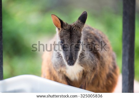 Swamp wallaby (Wallabia bicolor), also known as the black wallaby. Wildlife animal.