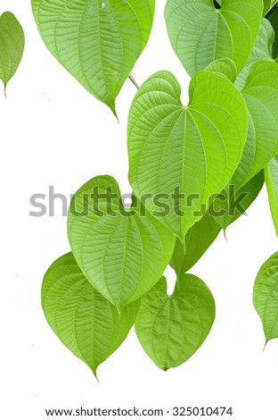 Leaves in my home