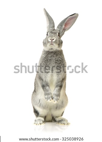 grey rabbit on a white background Royalty-Free Stock Photo #325038926