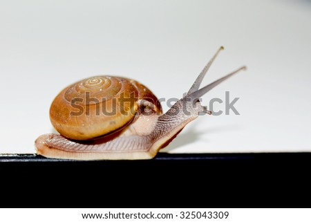 
snail on the table