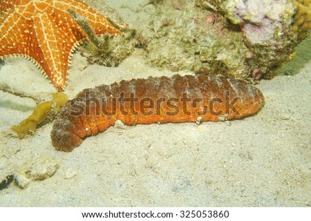 Underwater marine life, Donkey dung sea cucumber, Holothuria mexicana, on the seabed of the Caribbean sea, Mexico
