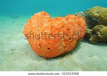 Sea life underwater, red boring sponge, Cliona delitrix, Caribbean sea