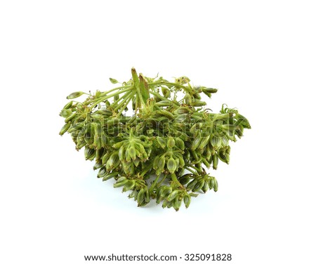 fresh dill seeds on white background.