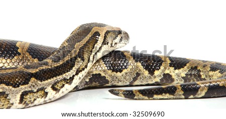 a photo of anaconda on white background