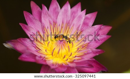 Water lily (lotus) with bees 