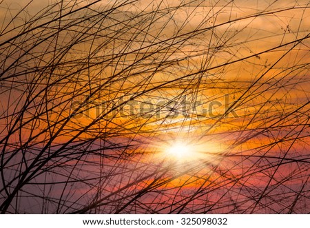 Tree on a background of a sunset.
