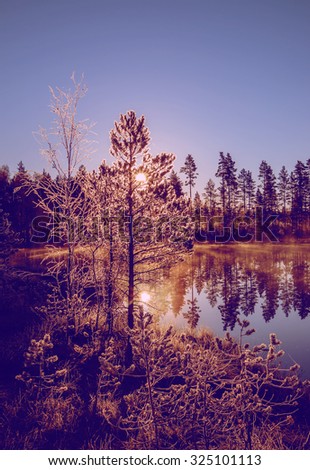 Pine photographed in the morning on a lake in Finland. In the background the sun rise out of focus. In the background fog and calm lake surface. Image includes a strong effect.