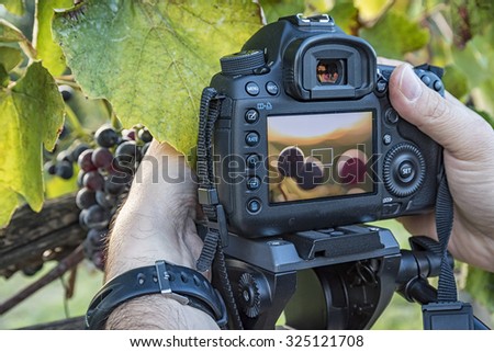 Grape photography