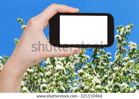 travel concept - hand holds smartphone with cut out screen and spring blossoming tree and blue sky on background