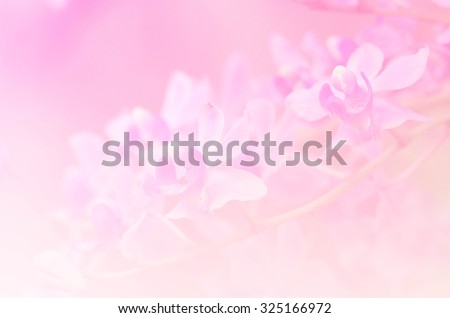 sweet color orchid in soft color and blur style for background