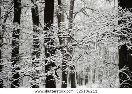 Beautiful winter white snowy frosty frozen cold landscape with snow on tree branches in forest outdoor on natural seasonal background with no people, horizontal picture