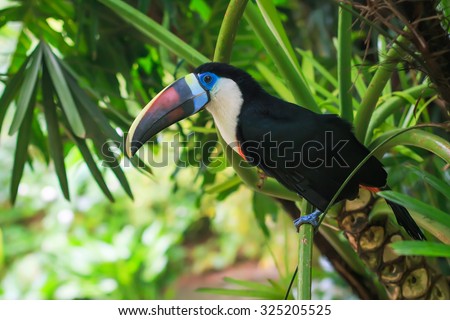 Single White-throated toucan ( tucan) bird sitting on a branch in natural surroundings