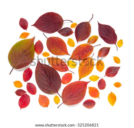 collection beautiful colorful autumn leaves isolated on white background in the picture