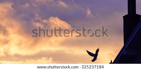 Picture of a pigeon flying. Freedom concept.blur effect