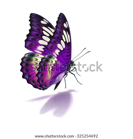 Beautiful purple and black butterfly isolated on white background