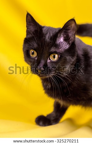 Beautiful black cat in studio on yellow and red colored background in various poses. Fluffy black cat. Portrait of a black cat. Selective focus of attention