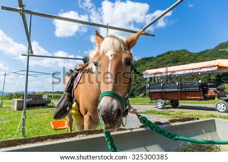 Horse during the feeding on the farm