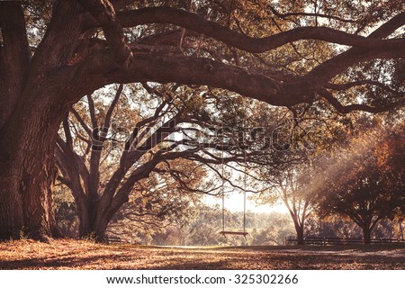 Empty rustic wooden swing hanging by rope on large live oak tree branch in the autumn fall countryside at a farm or ranch looking serene peaceful calm relaxing beautiful southern Royalty-Free Stock Photo #325302266