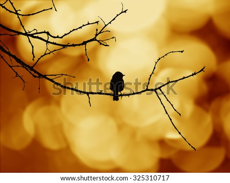 bird silhouette on wood branch, illustration