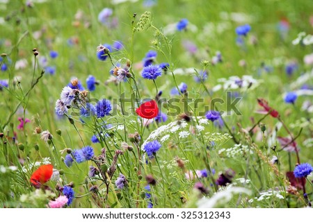 meadow flower cornflower and poppy flowers blooming wild flowers spring time meadow poppies England UK Europe stock, photo, photograph, image, picture, 