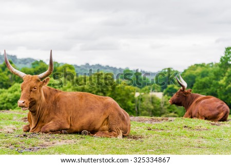 Angola cows sleeping in sunny day.
