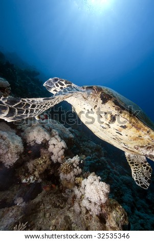 ocean, sun and  hawksbill turtle