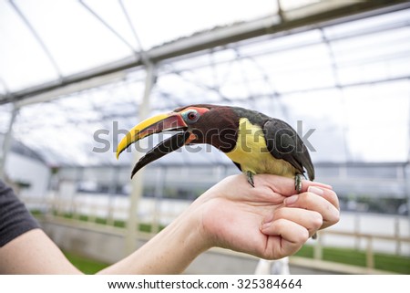 Mini Tucan  perched on someones hand