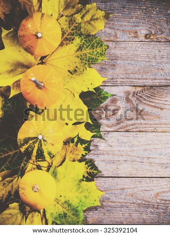 Autumn background with colorful leaves and pumpkins on rustic wooden board. Thanksgiving and Halloween holidays concept. Harvest rural fall season. Space for your text.